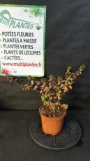 PPPEPIP2LABGSD Abelia x Grandiflora Sunshine Daydream (Abélie à Grandes Fleurs) 2L