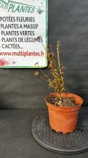 PPPEPIP2LACPC Acer Palmatum Crispii (Erable du Japon) 2L
