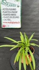 PPPEPIP2LAGC Agapanthus Charlotte (Agapanthe, Lis du Nil) 2L