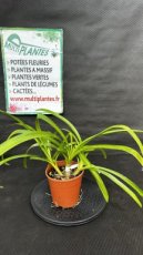 PPPEPIP2LAGIBM Agapanthus Inaperthus Black Magic (Agapanthe, Lis du Nil) 2L