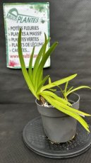 PPPEPIP2LAGICC Agapanthus Inapertus Cascade Crystal (Agapanthe, Lis du Nil) 2L