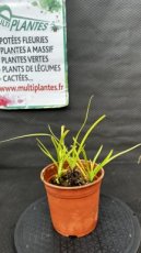 PPPEPIP2LAGP Agapanthus x Purple Cloud (Agapanthe, Lis du Nil) 2L