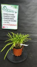 PPPEPIP2LAGPP Agapanthus x Peter Pan (Agapanthe, Lis du Nil) 2L