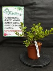 PPPEPIP2LAZJAR Azalea Japonica Arabesk (Azalée du Japon) 2L