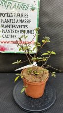 PPPEPIP2LAZJBD Azalea Japonica Blue Danube (Azalée du Japon) 2L