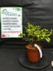 PPPEPIP2LAZJC Azalea Japonica Christina (Azalée du Japon) 2L