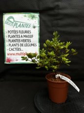 PPPEPIP2LAZJFM Azalea Japonica Fête des Mères (Azalée du Japon) 2L