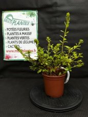 PPPEPIP2LAZJPW Azalea Japonica Pleasant White (Azalée du Japon) 2L