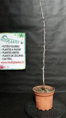 PPPEPIP2LCAB Carpinus Betulus (Charme Commun) 2L