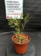 PPPEPIP2LCACMM Callistemon Citrinus Mauve Mist (Rince Bouteille) 2L