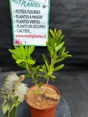 PPPEPIP2LCACWA Callistemon Citrinus White Anzac (Rince Bouteille) 2L