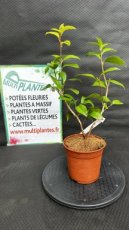 PPPEPIP2LCAJBO Camellia Japonica Bonomiana (Camélia du Japon) 2L