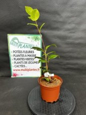 PPPEPIP2LCAJMC Camellia Japonica Margherita Coleoni (Camélia du Japon) 2L