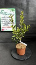 PPPEPIP2LCAVHP Callistemon Viminalis Hot Pink (Rince Bouteille) 2L