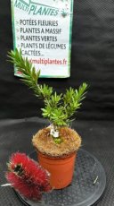 PPPEPIP2LCAVLJ Callistemon Viminalis Little John (Rince Bouteille) 2L