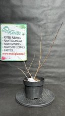 PPPEPIP2LCHSN Chaenomeles Speciosa Nivalis (Cognassier du Japon) 2L