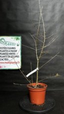 PPPEPIP2LFACLL Fraxinus Chinensis Little Leaf (Frêne de Chine) 2L