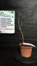 PPPEPIP2LFAE Fraxinus Excelsior (Frêne) 2L