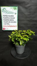 PPPEPIP2LGAJ Gardenia Jasminoides (Jasmin du Cap) 2L