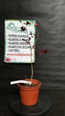 PPPEPIP2LLAIBM Lagerstroemia Indica Berlingot Menthe (Lilas des Indes) 2L