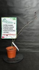 PPPEPIP2LLAID Lagerstroemia Indica Dynamite (Lilas des Indes) 2L