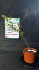 PPPEPIP2LLAIN Lagerstroemia Indica Nivea (Lilas des Indes) 2L