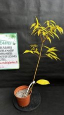PPPEPIP2LQUM Quercus Myrsinifolia (Chêne Bambou) 2L