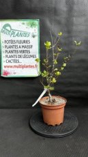 PPPEPIP2LQUS Quercus Suber (Chêne Liège) 2L