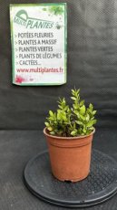 Ruscus Aculeatus (Fragon Faux-Houx) 2L