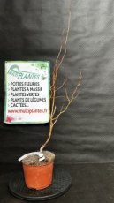 PPPEPIP2LSABPT Salix Babylonica Pekinensis Tortuosa (Saule Tortueux) 2L