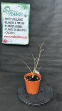 PPPEPIP2LTIT Tilia Tomentosa (Tilleul Argenté, Tilleul de Hongrie) 2L