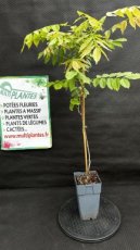 PPPEPIP2LWIS Wisteria Sinensis (Glycine de Chine) 2L