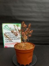 PPPEPIP3LABGSD Abelia x Grandiflora Sunshine Daydream (Abélie à Grandes Fleurs) 3L