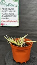 PPPEPIP3LAGTB Agapanthus x Tinker Bell (Agapanthe, Lis du Nil) 3L