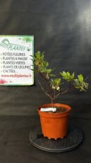 PPPEPIP3LARUA Arbutus Unedo Atlantic (Arbousier) 3L