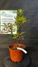 PPPEPIP3LARUC Arbutus Unedo Compacta (Arbousier) 3L