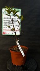 PPPEPIP3LARUR Arbutus Unedo Rubra (Arbousier) 3L