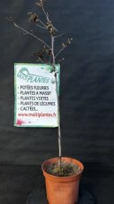 PPPEPIP3LCAB Carpinus Betulus (Charme Commun) 3L