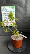 PPPEPIP3LCASPP Callistemon Salignus Perth Pink (Rince Bouteille) 3L