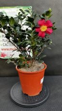 PPPEPIP3LCASY Camellia Sasanqua Yuletide (Camélia d'Automne) 3L