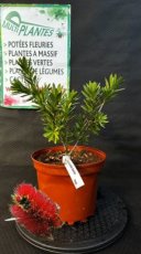 PPPEPIP3LCAVLJ Callistemon Viminalis Little John (Rince Bouteille) 3L