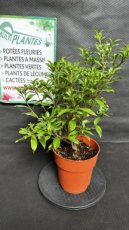 PPPEPIP3LGAJFP Gardenia Jasminoides Fool Proof (Jasmin du Cap) 3L