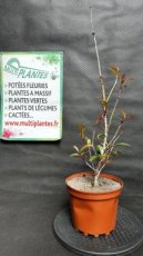 PPPEPIP3LPHFLRR Photinia x Fraseri Little Red Robin (Photinie) 3L