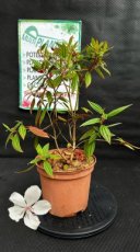 PPPEPIP3LTIMPB Tibouchina x Mutabilis Peace Baby (Tibouchina) 3L