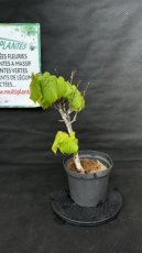 PPPEPIP5LTIC Tilia Cordata (Tilleul à petites feuilles) 5L