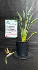 PPPEPIP6LSTRMG Strelitzia Reginae Mandela's Gold (Oiseau du Paradis) 6L