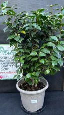 PPPEPIP9LCAJB Camellia Japonica Bonomiana (Camélia du Japon) 9L