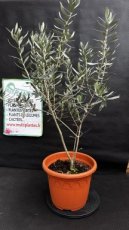 Olea Europaea (Olivier) 9L