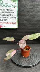 PVVERTD10PHPP Philodendron Pink Princess d10,5