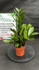 PVVERTD12ZAZ Zamioculcas Zamiifolia (Plante ZZ) D12